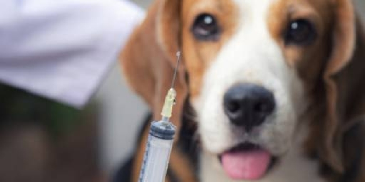 Cuide do Futuro do Seu Melhor Amigo: Dicas para Prevenir Doença Renal em Cães e Gatos desde Filhotes